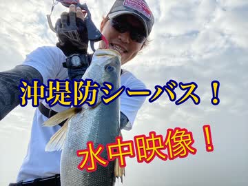 【20年10月】湾奥沖堤防シーバス！水中映像もあるよ♪【もっち釣動組合#８６】