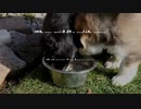 Signs of Puppy Love