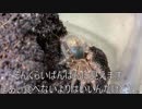 [のんびりな日]タランチュラ飼育日記その１８６[無限に寝ます]