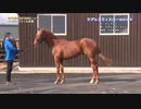 ２歳馬のＸＸＸをゆかりんがナニする番組 part.2