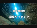 ハタンポの幼魚爆発！慶良間諸島国立公園