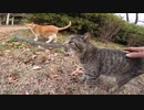 落ち葉が広がる公園で人懐っこい野良猫達がモフらせてくれたｗ