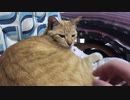 背中を触られるのが好きな猫