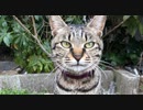 風に聞け２１０５１７　Morning Mood (by Grieg) - Grieg