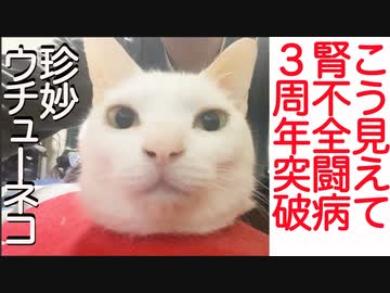 珍妙ウチューネコ、腎不全闘病3周年突破する