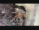 [もこもこのもこりん]タランチュラ飼育日記その１８７[もこもこりん]
