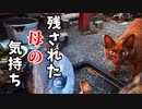 母猫がマグロを食べなかった理由は、子猫が貰われていくのを見たからではないだろうか