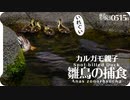 0515B【カルガモ親子】雛鳥に蚯蚓を捕食して餌やりするムクドリ。カラスの行水。田んぼに水張り。鶴見川水系恩田川でコンデジ野鳥撮影　#身近な生き物語　#カルガモ親子　#カラス