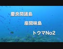 沖縄ダイビング・座間味島トウマNO2