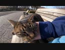 公園のベンチいた野良猫が大胆ポーズでグルーミング中にモフってみたゾ