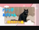 2021/05/18放送【46日目 北海道稚内ホテル ドジっ子あずにゃん】北海道全市町村制覇するまで帰れまてん！　猫と車中泊の旅　日本縦断【旅猫あずき～保護猫から旅猫へ～】