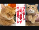 コワモテ元武闘派ボス猫、モードチェンジで別猫になる
