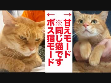 コワモテ元武闘派ボス猫、モードチェンジで別猫になる
