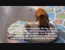 Homemade Pet Food Sydney