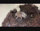 [ガレキ再熱]タランチュラ飼育日記その１８８[はよつくりたいんすわ]