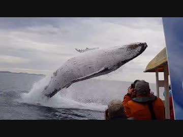 クジラがボートの目の前で大ジャンプ！