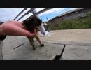 猫島の人懐っこい野良猫。このサビ猫可愛くて連れて帰りそうになる