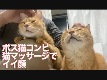 猫たちうっとり恍惚、猫の全身マッサージケア