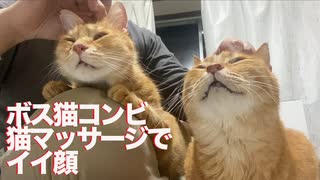 猫たちうっとり恍惚、猫の全身マッサージケア