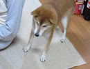 柴犬のガウガウ声で21世紀フォックスのオープニング