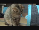 しかたなく家遊びするタタルさん　＃234