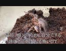 [おもしろ映像]タランチュラ飼育日記その１８９[そのポーズはなんなん？]