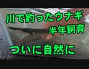 【感動作 神回】川で釣って半年間飼育したウナギを自然に帰します！今までありがとう。