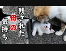 子猫と別れた野良猫の母 ～ホームズの場合～