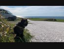 2021/05/19放送【47日目 北海道稚内市［強風リベンジ］白い貝殻の道 あずにゃんぽ（猫散歩）】北海道全市町村制覇するまで帰れまてん！　猫と車中泊の旅　日本縦断【旅猫あずき～保護猫から旅猫へ～】