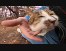 ゆっくりと私へ近づいてくる野良猫、モフると膝の上に乗ってきた