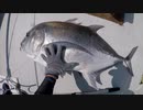 【魚釣り】奄美大島 GT23㎏ カツオ 2021年3月15日