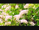 Activities of Nature Dynamics