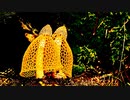 Activities of Nature Dynamics