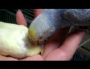 【セキセイインコ】　キキとペコちゃんすりすり。ペコ歓迎会part8