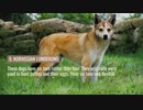 Top 10 Rarest Dog Breeds