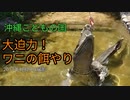 ワニの餌やり（沖縄こどもの国）