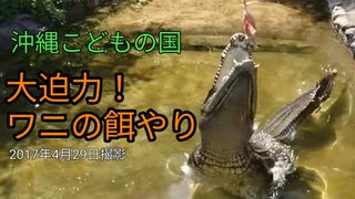 ワニの餌やり（沖縄こどもの国）