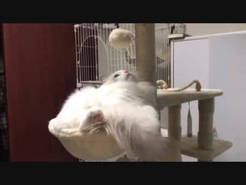 【たぬきち】自己催眠猫
