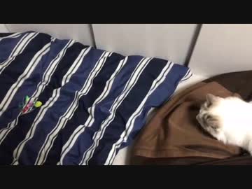 【たぬきち】狩りの練習猫