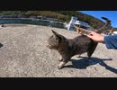 防波堤で釣りをする人の近くには人懐っこい野良猫と出会えてうれしい