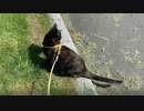 2021/05/20放送【48日目 北海道浜頓別町 あずにゃんぽ（猫散歩）】北海道全市町村制覇するまで帰れまてん！　猫と車中泊の旅　日本縦断【旅猫あずき～保護猫から旅猫へ～】