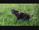 2021/05/20放送【48日目 にゃんぽ 浜頓別町 道の駅 北オホーツクはまとんべつ（猫散歩）】北海道全市町村制覇するまで帰れまてん！　猫と車中泊の旅　日本縦断【旅猫あずき～保護猫から旅猫へ～】