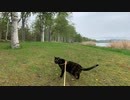 2021/05/22放送【50日目 北海道 網走湖畔 あずにゃんぽ（猫散歩）】北海道全市町村制覇するまで帰れまてん！　猫と車中泊の旅　日本縦断【旅猫あずき～保護猫から旅猫へ～】