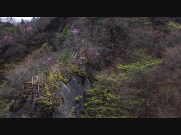 【1分弱登山祭2021】黒滝山撤退RTA　0:54:16