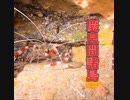 沖縄ダイビング・黒島北・慶良間諸島国立公園