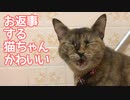 お返事する猫がかわいい