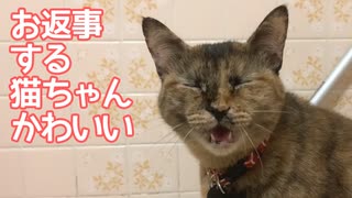 お返事する猫がかわいい
