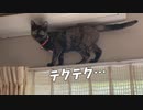 サビ猫キキちゃんは高い所がお好き