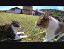猫島で私の元へやってくる野良猫が次の瞬間、喧嘩を始めた！