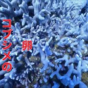 慶良間諸島・儀志布島(ギシップ)ダイビング